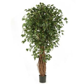 Ficus-Liana-Exotica-De-Luxe-180cm-nepplant
