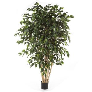 Ficus-Exotica-met-meerdere-stammen-240cm- kunstboom