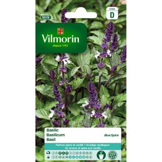 Vilmorin-Basilicum-Blue-Spice