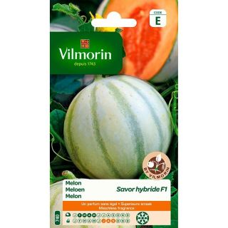 Vilmorin-Meloen-Savor-hybride-F1
