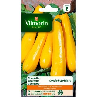 Vilmorin-Courgette-Orelia-hybride-F1