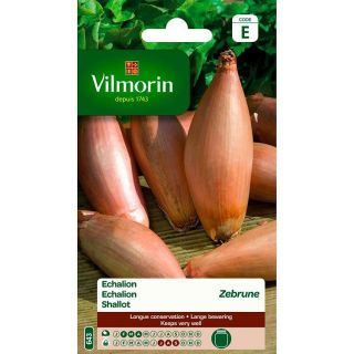 Vilmorin-shallot-zebrune