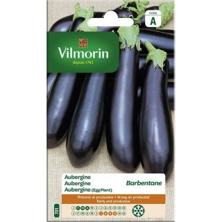 Vilmorin-aubergine-Barbentane