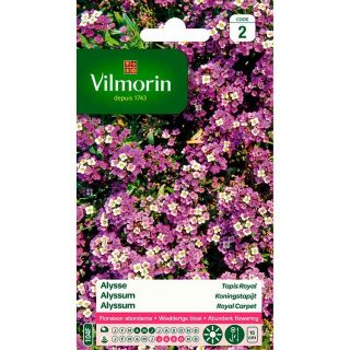 Vilmorin-bloemenzaad-alyssum-koningstapijt