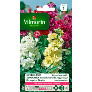 vilmorin-bloemenzaad-zomerviolier-quarantaine-grootbloemig-zaden-tuinonderhoud