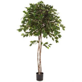 Ficus-Exotica-Paraplu-180cm-kunstboom