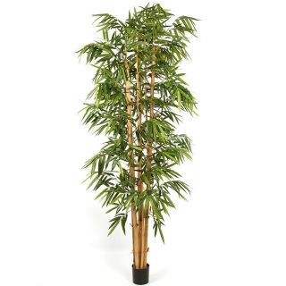 Grote-Bamboe-met-opvallende-bladeren-300cm-nepplant