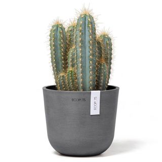 ecopots-oslo-grijs-ronde-bloempot-met-cactus-decoratie-binnen
