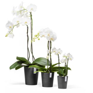 ecopots-morinda-donkergrijs-rond-bloempot-mini-met-orchidee-verschillende-maten