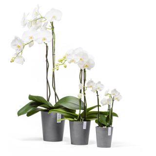 ecopots-morinda-ronde-bloempot-mini-grijs-orchidee-binnen