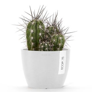 ecopots-stockholm-pure-white-cactus-verschillende-maten