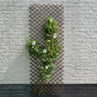 wilgen-klimrek-nature-wandrek-tuin-balkon-muur-bloemen
