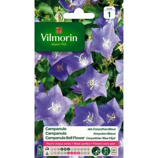 campanula-vilmorin-bloemenzaden