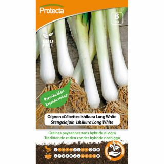 pijpajuin-kweken-stengelajuin-zaaien-groentezaad-ishikura-long-white-protecta-ecostyle