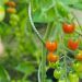 tomatensteunen-spiraalvormig-verzinkt-nature