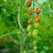 tomatensteun-spiraalvormig-150-cm-nature