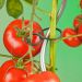 tomatenplantringen-setvan25-nature