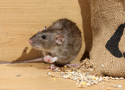 Zelf muizen in huis bestrijden
