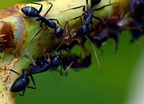 Mieren bestrijden in huis en tuin