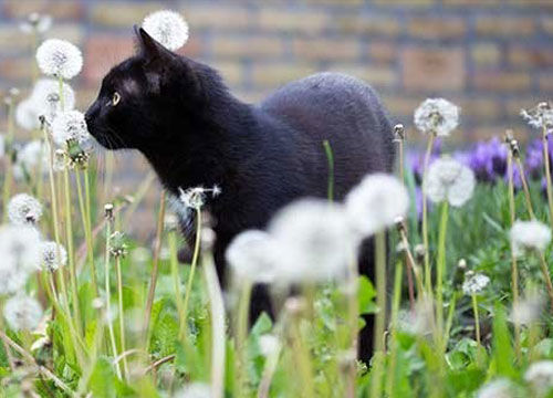 Katten verjagen uit je tuin: hoe doe je dat?