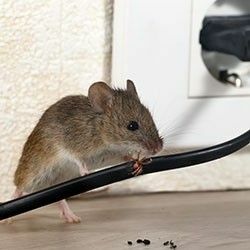 Ratten & muizen bestrijden